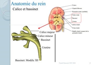Franck Rencurel, BTS 2020 14
Anatomie du rein
Calice et bassinet
Calice majeur
Calice mineur
Bassinet
Uretère
Bassinet: Modèle 3D
 