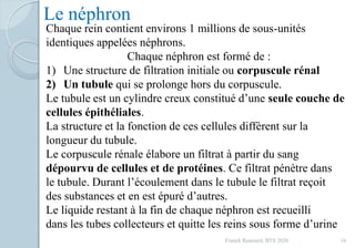 Franck Rencurel, BTS 2020 16
Le néphron
Chaque rein contient environs 1 millions de sous-unités
identiques appelées néphrons.
Chaque néphron est formé de :
1) Une structure de filtration initiale ou corpuscule rénal
2) Un tubule qui se prolonge hors du corpuscule.
Le tubule est un cylindre creux constitué d’une seule couche de
cellules épithéliales.
La structure et la fonction de ces cellules diffèrent sur la
longueur du tubule.
Le corpuscule rénale élabore un filtrat à partir du sang
dépourvu de cellules et de protéines. Ce filtrat pénètre dans
le tubule. Durant l’écoulement dans le tubule le filtrat reçoit
des substances et en est épuré d’autres.
Le liquide restant à la fin de chaque néphron est recueilli
dans les tubes collecteurs et quitte les reins sous forme d’urine
 