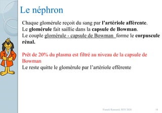 Franck Rencurel, BTS 2020 18
Le néphron
Chaque glomérule reçoit du sang par l’artériole afférente.
Le glomérule fait saillie dans la capsule de Bowman.
Le couple glomérule - capsule de Bowman forme le corpuscule
rénal.
Prêt de 20% du plasma est filtré au niveau de la capsule de
Bowman
Le reste quitte le glomérule par l’artériole efférente
 