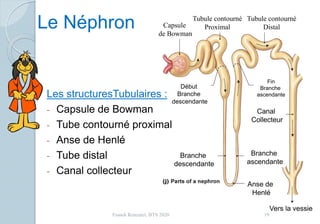 Le Néphron
Les structuresTubulaires :
- Capsule de Bowman
- Tube contourné proximal
- Anse de Henlé
- Tube distal
- Canal collecteur
Capsule
de Bowman
Tubule contourné
Proximal
Tubule contourné
Distal
Anse de
Henlé
Canal
Collecteur
Vers la vessie
Branche
descendante
Branche
ascendante
Début
Branche
descendante
Fin
Branche
ascendante
19Franck Rencurel, BTS 2020
 