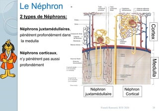 Le Néphron
2 types de Néphrons:
Néphrons juxtamédullaires,
pénètrent profondément dans
la medulla
Néphrons corticaux,
n’y pénètrent pas aussi
profondément
MedullaCortex
Néphron
juxtamédullaire
Néphron
Cortical
20Franck Rencurel, BTS 2020
 