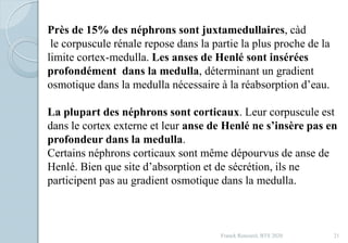 Franck Rencurel, BTS 2020 21
Près de 15% des néphrons sont juxtamedullaires, càd
le corpuscule rénale repose dans la partie la plus proche de la
limite cortex-medulla. Les anses de Henlé sont insérées
profondément dans la medulla, déterminant un gradient
osmotique dans la medulla nécessaire à la réabsorption d’eau.
La plupart des néphrons sont corticaux. Leur corpuscule est
dans le cortex externe et leur anse de Henlé ne s’insère pas en
profondeur dans la medulla.
Certains néphrons corticaux sont même dépourvus de anse de
Henlé. Bien que site d’absorption et de sécrétion, ils ne
participent pas au gradient osmotique dans la medulla.
 