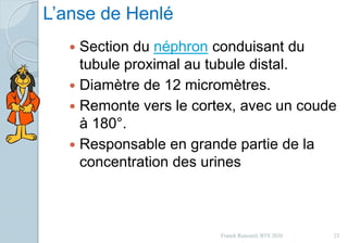 L’anse de Henlé
 Section du néphron conduisant du
tubule proximal au tubule distal.
 Diamètre de 12 micromètres.
 Remonte vers le cortex, avec un coude
à 180°.
 Responsable en grande partie de la
concentration des urines
23Franck Rencurel, BTS 2020
 