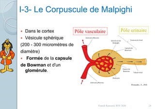 I-3- Le Corpuscule de Malpighi
 Dans le cortex
 Vésicule sphérique
(200 - 300 micromètres de
diamètre)
 Formée de la capsule
de Bowman et d'un
glomérule.
Pôle urinairePôle vasculaire
24Franck Rencurel, BTS 2020
 