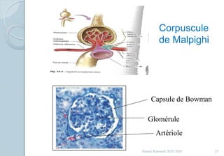 Franck Rencurel, BTS 2020 25
Corpuscule
de Malpighi
Capsule de Bowman
Glomérule
Artériole
 