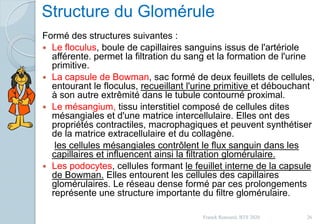 Structure du Glomérule
Formé des structures suivantes :
 Le floculus, boule de capillaires sanguins issus de l'artériole
afférente. permet la filtration du sang et la formation de l'urine
primitive.
 La capsule de Bowman, sac formé de deux feuillets de cellules,
entourant le floculus, recueillant l'urine primitive et débouchant
à son autre extrêmité dans le tubule contourné proximal.
 Le mésangium, tissu interstitiel composé de cellules dites
mésangiales et d'une matrice intercellulaire. Elles ont des
propriétés contractiles, macrophagiques et peuvent synthétiser
de la matrice extracellulaire et du collagène.
les cellules mésangiales contrôlent le flux sanguin dans les
capillaires et influencent ainsi la filtration glomérulaire.
 Les podocytes, cellules formant le feuillet interne de la capsule
de Bowman. Elles entourent les cellules des capillaires
glomérulaires. Le réseau dense formé par ces prolongements
représente une structure importante du filtre glomérulaire.
26Franck Rencurel, BTS 2020
 