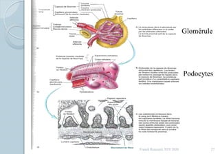 Franck Rencurel, BTS 2020 27
Podocytes
Glomérule
 