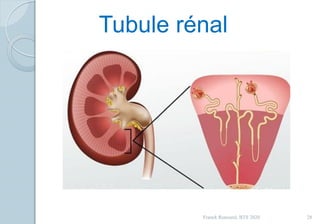 Franck Rencurel, BTS 2020 28
Tubule rénal
 