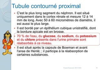 Tubule contourné proximal
 C'est le plus long segment du néphron. Il est situé
uniquement dans le cortex rénale et mesure 12 à 14
mm de long. Avec 50 à 60 micromètres de diamètre, il
est aussi le plus large.
 Il est bordé par un épithélium cubique unistratifié, dont
la bordure apicale est en brosse.
 70 % de l'eau, du glucose, du sodium, du potassium
et du chlore présents dans l'urine primaire sont
réabsorbés à ce niveau.
 Il est situé après la capsule de Bowman et avant
l'anse de Henlé; ; il participe à la réabsorption de
certaines substances.
30Franck Rencurel, BTS 2020
 