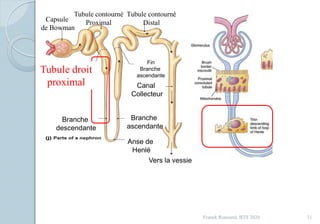 Franck Rencurel, BTS 2020 31
Capsule
de Bowman
Tubule contourné
Proximal
Tubule contourné
Distal
Anse de
Henlé
Canal
Collecteur
Vers la vessie
Branche
descendante
Branche
ascendante
Début
Branche
descendante
Fin
Branche
ascendante
Tubule droit
proximal
 