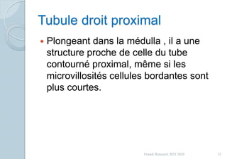 Tubule droit proximal
 Plongeant dans la médulla , il a une
structure proche de celle du tube
contourné proximal, même si les
microvillosités cellules bordantes sont
plus courtes.
32Franck Rencurel, BTS 2020
 