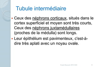 Tubule intermédiaire
 Ceux des néphrons corticaux, situés dans le
cortex superficiel et moyen sont très courts,
Ceux des néphrons juxtamédullaires
(proches de la médulla) sont longs.
 Leur épithélium est pavimenteux, c'est-à-
dire très aplati avec un noyau ovale.
33Franck Rencurel, BTS 2020
 