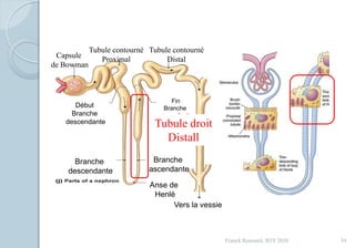 Franck Rencurel, BTS 2020 34
Capsule
de Bowman
Tubule contourné
Proximal
Tubule contourné
Distal
Anse de
Henlé
Canal
Collecteur
Vers la vessie
Branche
descendante
Branche
ascendante
Début
Branche
descendante
Fin
Branche
ascendante
Tubule droit
Distall
 