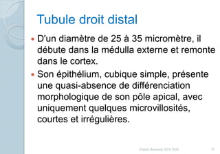 Tubule droit distal
 D'un diamètre de 25 à 35 micromètre, il
débute dans la médulla externe et remonte
dans le cortex.
 Son épithélium, cubique simple, présente
une quasi-absence de différenciation
morphologique de son pôle apical, avec
uniquement quelques microvillosités,
courtes et irrégulières.
35Franck Rencurel, BTS 2020
 