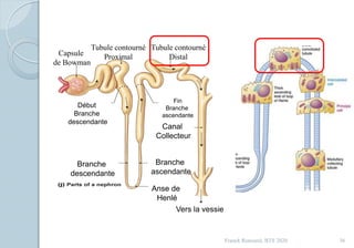 Franck Rencurel, BTS 2020 36
Capsule
de Bowman
Tubule contourné
Proximal
Tubule contourné
Distal
Anse de
Henlé
Canal
Collecteur
Vers la vessie
Branche
descendante
Branche
ascendante
Début
Branche
descendante
Fin
Branche
ascendante
 