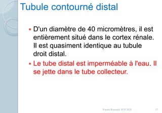 Tubule contourné distal
 D'un diamètre de 40 micromètres, il est
entièrement situé dans le cortex rénale.
Il est quasiment identique au tubule
droit distal.
 Le tube distal est imperméable à l'eau. Il
se jette dans le tube collecteur.
37Franck Rencurel, BTS 2020
 