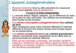 L’appareil Juxtaglomérulaire
 Structure endocrine situé au pôle vasculaire du corpuscule
rénal. Aussi appelée capsule de Bowman.
Constitué de trois composantes:
 La macula densa: Région cellulaire, qui se différencie du reste
de la paroi du tube droit distal. Ces cellules sont prismatiques
(plus hautes et plus étroites).
 Les cellules mésangiales extraglomérulaires dites cellules
du lacis
Elles remplissent l'apex entre l'artériole afférente et l'artériole
efférente et forment une masse conique dont la base repose
sur la macula densa.
 Les cellules juxtaglomérulaires ou «cellules granuleuses»
cellules musculaires lisses spécialisées de la média dans la
partie terminale de l'artériole afférente,
Elles ont des propriétés contractiles, une fonction sécrétrice
endocrine, contiennent des granulations (grain de rénine), sont
sensibles à la pression sanguine, et sont innervées uniquement
par des fibres sympathiques.
39Franck Rencurel, BTS 2020
 