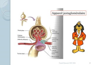 Franck Rencurel, BTS 2020 40
Appareil juxtaglomérulaire
 