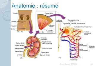 Anatomie : résumé
41Franck Rencurel, BTS 2020
 