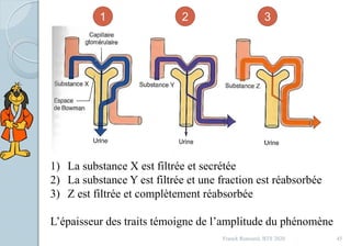 Franck Rencurel, BTS 2020 45
1) La substance X est filtrée et secrétée
2) La substance Y est filtrée et une fraction est réabsorbée
3) Z est filtrée et complètement réabsorbée
L’épaisseur des traits témoigne de l’amplitude du phénomène
1 2 3
 