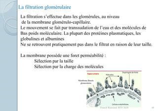 La filtration glomérulaire
La filtration s’effectue dans les glomérules, au niveau
de la membrane glomérulo-capillaire.
Le mouvement se fait par transsudation de l’eau et des molécules de
Bas poids moléculaire. La plupart des protéines plasmatiques, les
globulines et albumines
Ne se retrouvent pratiquement pas dans le filtrat en raison de leur taille.
La membrane possède une foret perméabilité :
Sélection par la taille
Sélection par la charge des molécules
Membrane Basale
glomerulaire
48Franck Rencurel, BTS 2020
 