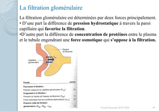 Franck Rencurel, BTS 2020 49
La filtration glomérulaire
La filtration glomérulaire est déterminées par deux forces principalement.
• D’une part la différence de pression hydrostatique à travers la paroi
capillaire qui favorise la filtration.
•D’autre part la différence de concentration de protéines entre le plasma
et le tubule engendrant une force osmotique qui s’oppose à la filtration.
 
