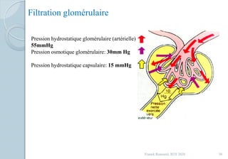 Filtration glomérulaire
Pression hydrostatique glomérulaire (artérielle)
55mmHg
Pression osmotique glomérulaire: 30mm Hg
Pression hydrostatique capsulaire: 15 mmHg
50Franck Rencurel, BTS 2020
 