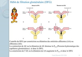 Franck Rencurel, BTS 2020 52
Débit de filtration glomérulaire (DFG)
Contrôle du DFG par constriction ou dilatation des artérioles afférentes (AA) ou
efférentes (AE).
La contraction de AE ou la dilatation de AE diminue la PCG (Pression hydrostatique des
capillaires glomérulaires) et donc le DFG.
La constriction de l’AE ou la dilatation de AA augmente la PCG et donc le DFG
 
