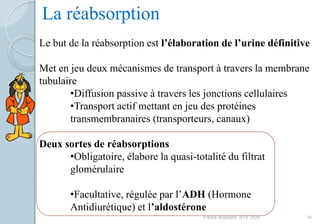 La réabsorption
Le but de la réabsorption est l’élaboration de l’urine définitive
Met en jeu deux mécanismes de transport à travers la membrane
tubulaire
•Diffusion passive à travers les jonctions cellulaires
•Transport actif mettant en jeu des protéines
transmembranaires (transporteurs, canaux)
Deux sortes de réabsorptions
•Obligatoire, élabore la quasi-totalité du filtrat
glomérulaire
•Facultative, régulée par l’ADH (Hormone
Antidiurétique) et l’aldostérone
56Franck Rencurel, BTS 2020
 