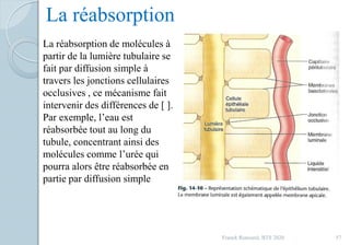 Franck Rencurel, BTS 2020 57
La réabsorption de molécules à
partir de la lumière tubulaire se
fait par diffusion simple à
travers les jonctions cellulaires
occlusives , ce mécanisme fait
intervenir des différences de [ ].
Par exemple, l’eau est
réabsorbée tout au long du
tubule, concentrant ainsi des
molécules comme l’urée qui
pourra alors être réabsorbée en
partie par diffusion simple
La réabsorption
 