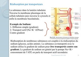 Franck Rencurel, BTS 2020 59
Réabsorption par transporteurs
La substance dans la lumière tubulaire
Traverse la membrane plasmique de la
cellule tubulaire puis traverse le cytosole et
enfin la membrane basolatérale.
Exemple du Sodium:
1- Diffusion simple (gradient)
2- Transport actif (Na+/K+ ATPase)
Contre gradient 1
2
Réabsorption de nombreuse substances est couplée à la réabsorption du
sodium (glucose, acides aminés. La substance co-transporté avec le
sodium utilise le gradient de sodium pour être transportée contre son
gradient. Le gradient de sodium est généré par la pompe Na+/K+
consommant de l’ATP, on parle de transport actif secondaire
 