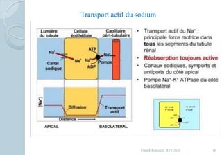 Franck Rencurel, BTS 2020 60
Transport actif du sodium
 