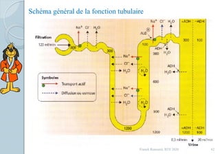 Schéma général de la fonction tubulaire
62Franck Rencurel, BTS 2020
 