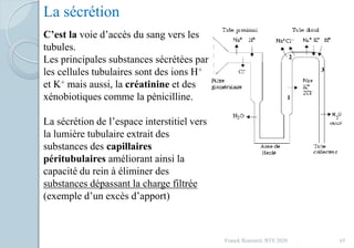 La sécrétion
C’est la voie d’accès du sang vers les
tubules.
Les principales substances sécrétées par
les cellules tubulaires sont des ions H+
et K+ mais aussi, la créatinine et des
xénobiotiques comme la pénicilline.
La sécrétion de l’espace interstitiel vers
la lumière tubulaire extrait des
substances des capillaires
péritubulaires améliorant ainsi la
capacité du rein à éliminer des
substances dépassant la charge filtrée
(exemple d’un excès d’apport)
65Franck Rencurel, BTS 2020
 