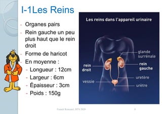 I-1Les Reins
- Organes pairs
- Rein gauche un peu
plus haut que le rein
droit
- Forme de haricot
- En moyenne :
- Longueur : 12cm
- Largeur : 6cm
- Épaisseur : 3cm
- Poids : 150g
8Franck Rencurel, BTS 2020
 