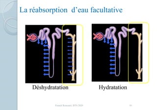 La réabsorption d’eau facultative
Déshydratation Hydratation
81Franck Rencurel, BTS 2020
 