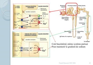 Franck Rencurel, BTS 2020 82
Coté basolatéral, même système partout
Pour maintenir le gradient de sodium
 
