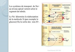Franck Rencurel, BTS 2020 83
Les systèmes de transport du Na+
au niveau apical varient selon le
segment du tubule.
Le Na+ détermine la réabsorption
de la molécule X (par exemple le
glucose) Ou la sortie des ions H+.
 