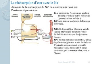 Franck Rencurel, BTS 2020 84
La réabsorption d’eau avec le Na+
Au cours de la réabsorption du Na+ ou d’autres ions l’eau suit
Passivement par osmose
1)Le transport du Na selon son gradient
entraine avec lui d’autres molécules
(glucose, acides aminés..)
2) Ce qui abaisse localement la Pression
osmotique.
3) De là, l’eau diffuse librement vers le
liquide interstitiel à travers la cellule
épithéliale ou au travers des jonctions
Denses.
4)Au niveau du liquide interstitiel,l’afflue
de substances(glucose, acides Aminés) et
d’eau crée une pression et permet le
passage de l’eau, du sodium et autres
substances, par transsuddation, vers le
Plasma.
 