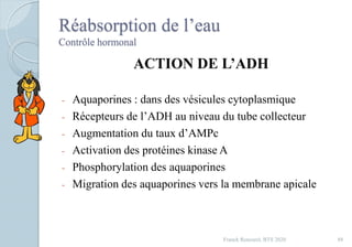 Réabsorption de l’eau
Contrôle hormonal
ACTION DE L’ADH
- Aquaporines : dans des vésicules cytoplasmique
- Récepteurs de l’ADH au niveau du tube collecteur
- Augmentation du taux d’AMPc
- Activation des protéines kinase A
- Phosphorylation des aquaporines
- Migration des aquaporines vers la membrane apicale
88Franck Rencurel, BTS 2020
 