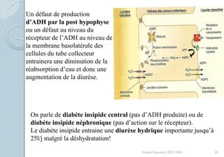 Franck Rencurel, BTS 2020 89
Un défaut de production
d’ADH par la post hypophyse
ou un défaut au niveau du
récepteur de l’ADH au niveau de
la membrane basolatérale des
cellules du tube collecteur
entrainera une diminution de la
réabsorption d’eau et donc une
augmentation de la diurèse.
On parle de diabète insipide central (pas d’ADH produite) ou de
diabète insipide néphronique (pas d’action sur le récepteur).
Le diabète insipide entraine une diurèse hydrique importante jusqu’à
25l/j malgré la déshydratation!
 