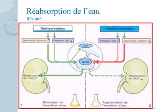 Réabsorption de l’eau
Résumé
93Franck Rencurel, BTS 2020
 