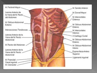 El corazón es un músculo hueco, situado en el interior del tórax entre ambos
pulmones; está dividido por un tabique en dos...