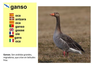 ganso
oca
antzara
oca
ganso
goose
oie
gans
oca
Gansos. Son anátidas grandes,
migradoras, que crían en latitudes
frías
 