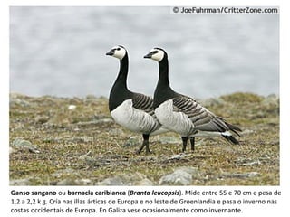 Ganso sangano ou barnacla cariblanca (Branta leucopsis). Mide entre 55 e 70 cm e pesa de
1,2 a 2,2 k g. Cría nas illas árticas de Europa e no leste de Groenlandia e pasa o inverno nas
costas occidentais de Europa. En Galiza vese ocasionalmente como invernante.
 