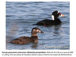 Parrulo pentumeiro americano (Melanitta perspicillata). Mide de 44 a 50 cm e pesa de 800
a 1.100 g. Cría nas costas de Canadá e Alaska e pasa o inverno nas costas de Norteamérica.
 