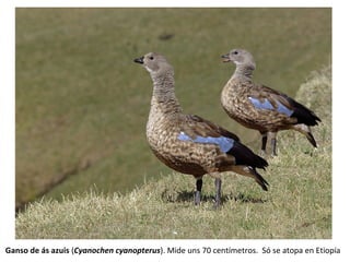 Ganso de ás azuis (Cyanochen cyanopterus). Mide uns 70 centímetros. Só se atopa en Etiopía
 