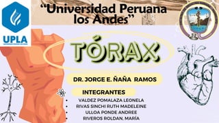 “Universidad Peruana
los Andes”
DR. JORGE E. ÑAÑA RAMOS
VALDEZ POMALAZA LEONELA
﻿
RIVAS SINCHI RUTH MADELEINE
ULLOA PONDE ANDREE
RIVEROS ROLDAN, MARÍA
Tórax
Tórax
INTEGRANTES
 