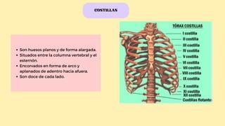COSTILLAS
Son huesos planos y de forma alargada.
Situados entre la columna vertebral y el
esternón.
Encorvados en forma de arco y
aplanados de adentro hacia afuera.
Son doce de cada lado.
 