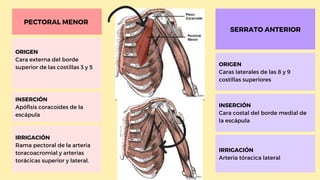 PECTORAL MENOR
ORIGEN
Cara externa del borde
superior de las costillas 3 y 5
INSERCIÓN
Apófisis coracoides de la
escápula
IRRIGACIÓN
Rama pectoral de la arteria
toracoacromial y arterias
torácicas superior y lateral.
SERRATO ANTERIOR
ORIGEN
Caras laterales de las 8 y 9
costillas superiores
INSERCIÓN
Cara costal del borde medial de
la escápula
IRRIGACIÓN
Arteria tóracica lateral
 